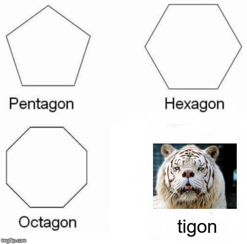 the poor infertile thing |  tigon | image tagged in memes,pentagon hexagon octagon,cats,funny | made w/ Imgflip meme maker