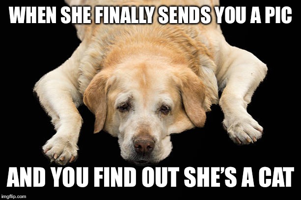 WHEN SHE FINALLY SENDS YOU A PIC; AND YOU FIND OUT SHE’S A CAT | image tagged in memes,disappointed dog,cats | made w/ Imgflip meme maker