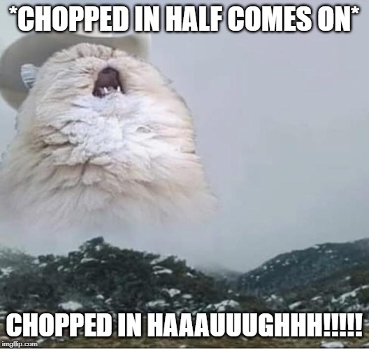 Country Roads Cat | *CHOPPED IN HALF COMES ON*; CHOPPED IN HAAAUUUGHHH!!!!! | image tagged in country roads cat | made w/ Imgflip meme maker