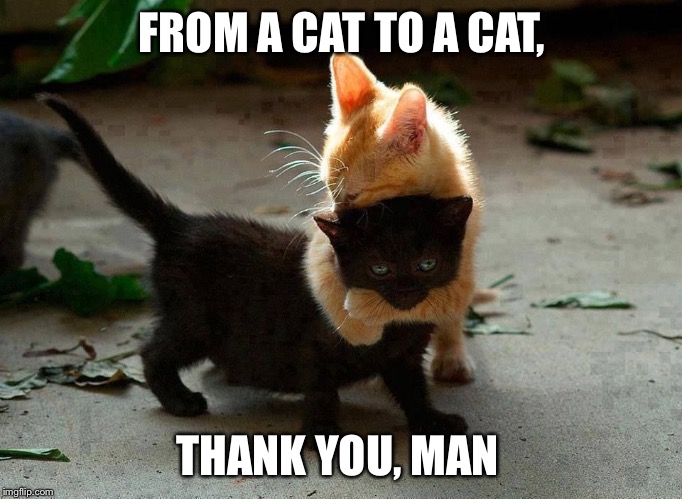 kitten hug | FROM A CAT TO A CAT, THANK YOU, MAN | image tagged in kitten hug | made w/ Imgflip meme maker