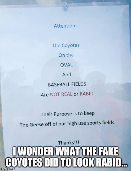 Rabid Fake Coyotes | I WONDER WHAT THE FAKE COYOTES DID TO LOOK RABID... | image tagged in funny,signs,stupid,coyote,memes,sometimes i wonder | made w/ Imgflip meme maker