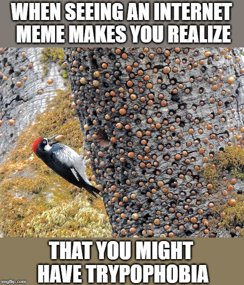 They all look like pockets of puss... | WHEN SEEING AN INTERNET MEME MAKES YOU REALIZE; THAT YOU MIGHT HAVE TRYPOPHOBIA | image tagged in trypophobia,holes | made w/ Imgflip meme maker