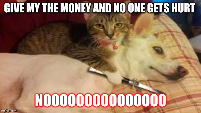 GIVE MY THE MONEY AND NO ONE GETS HURT; NOOOOOOOOOOOOOOO | image tagged in cats,dogs,animals,funny,cute,crazy | made w/ Imgflip meme maker