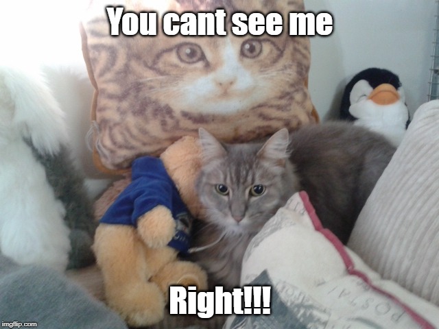 Cat or Cushion | You cant see me; Right!!! | image tagged in funny cats | made w/ Imgflip meme maker
