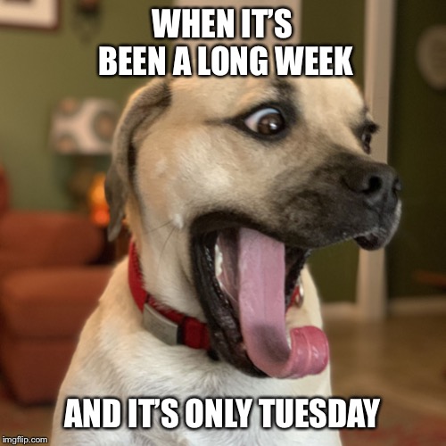 Crazy Puggle | WHEN IT’S BEEN A LONG WEEK; AND IT’S ONLY TUESDAY | image tagged in puggle,crazy,dog,tongue,eyes | made w/ Imgflip meme maker