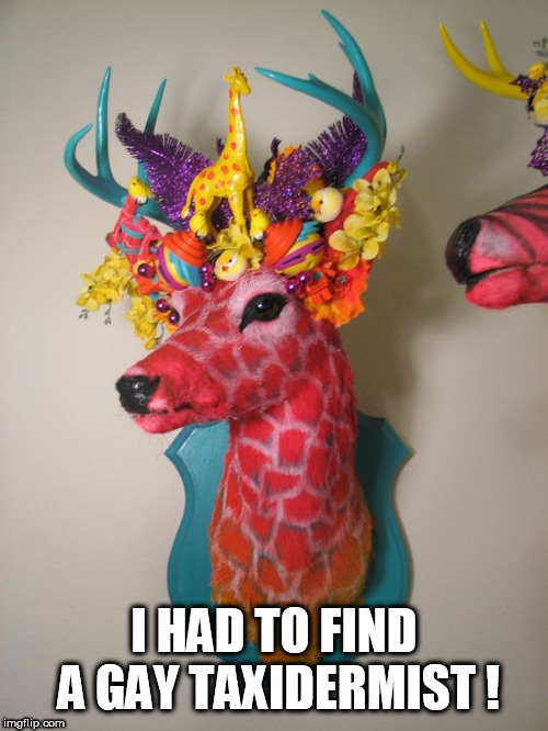 deer | I HAD TO FIND A GAY TAXIDERMIST ! | image tagged in deer | made w/ Imgflip meme maker
