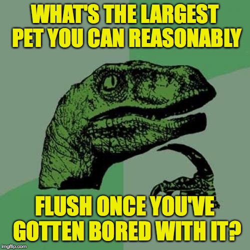 I just write these memes, ok?  I don't accept moral responsibility  ( : | WHAT'S THE LARGEST PET YOU CAN REASONABLY; FLUSH ONCE YOU'VE GOTTEN BORED WITH IT? | image tagged in memes,philosoraptor,flush it,who are you to judge | made w/ Imgflip meme maker