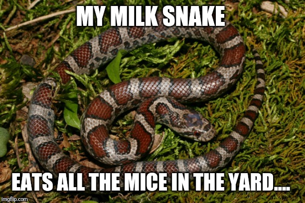 Somebody make it a song! | MY MILK SNAKE; EATS ALL THE MICE IN THE YARD.... | image tagged in eastern milk snake,snake,mice | made w/ Imgflip meme maker