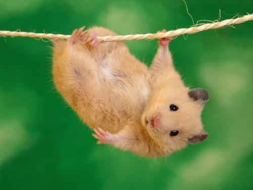 image tagged in animals,cute