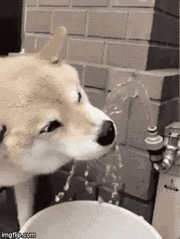 image tagged in gifs | made w/ Imgflip video-to-gif maker