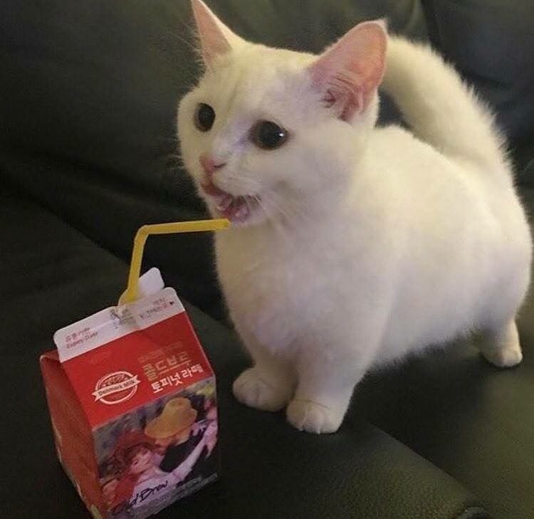 High Quality White kitten straw Blank Meme Template