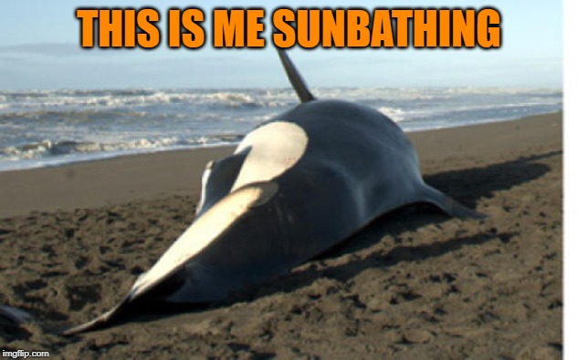 whale | THIS IS ME SUNBATHING | image tagged in whale | made w/ Imgflip meme maker