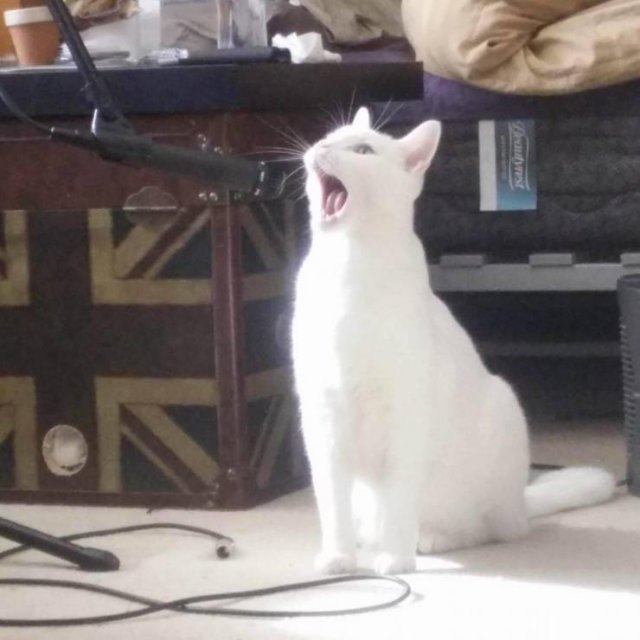 cat singing into a microphone Blank Meme Template