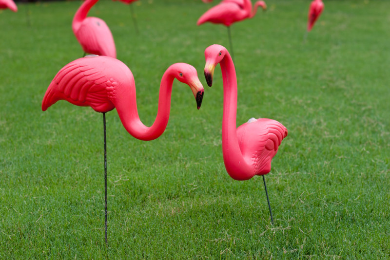 lawn flamingo Blank Meme Template