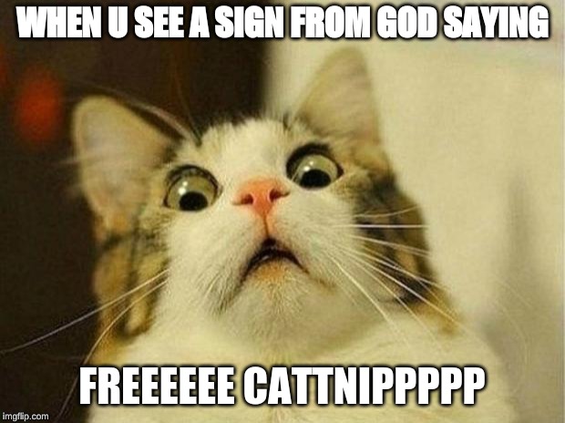 Scared Cat Meme | WHEN U SEE A SIGN FROM GOD SAYING; FREEEEEE CATTNIPPPPP | image tagged in memes,scared cat | made w/ Imgflip meme maker