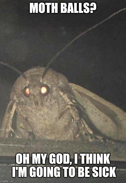 Moth | MOTH BALLS? OH MY GOD, I THINK I'M GOING TO BE SICK | image tagged in moth | made w/ Imgflip meme maker