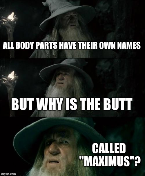 Confused Gandalf Meme | ALL BODY PARTS HAVE THEIR OWN NAMES BUT WHY IS THE BUTT CALLED "MAXIMUS"? | image tagged in memes,confused gandalf | made w/ Imgflip meme maker