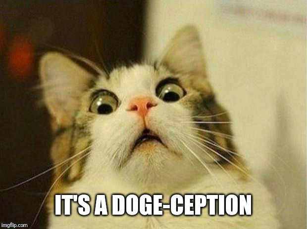 Scared Cat Meme | IT'S A DOGE-CEPTION | image tagged in memes,scared cat | made w/ Imgflip meme maker