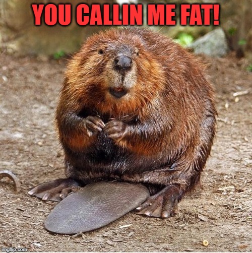 Beaver | YOU CALLIN ME FAT! | image tagged in beaver | made w/ Imgflip meme maker