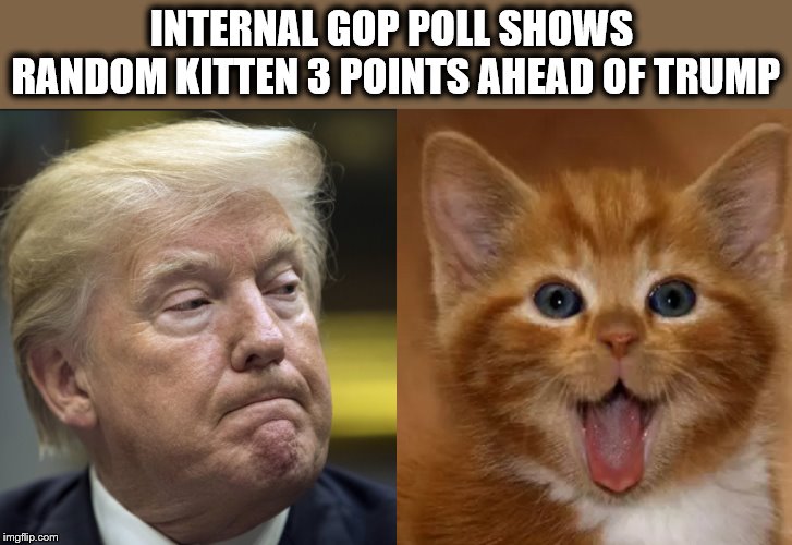 A RUN FOR HIS MONEY! | INTERNAL GOP POLL SHOWS RANDOM KITTEN 3 POINTS AHEAD OF TRUMP | image tagged in cute kittens,donald trump is an idiot,impeach trump,political meme,polls | made w/ Imgflip meme maker