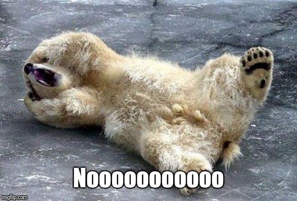 Oh nooo polar bear | Nooooooooooo | image tagged in oh nooo polar bear | made w/ Imgflip meme maker
