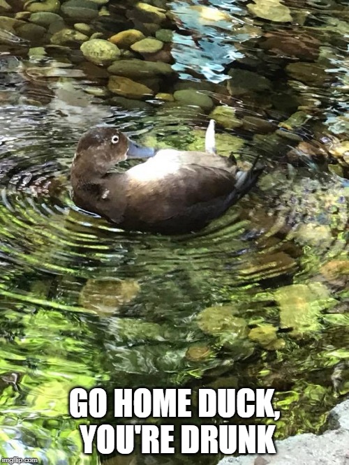 DRUNK | GO HOME DUCK, YOU'RE DRUNK | image tagged in duck,ducks,funny | made w/ Imgflip meme maker