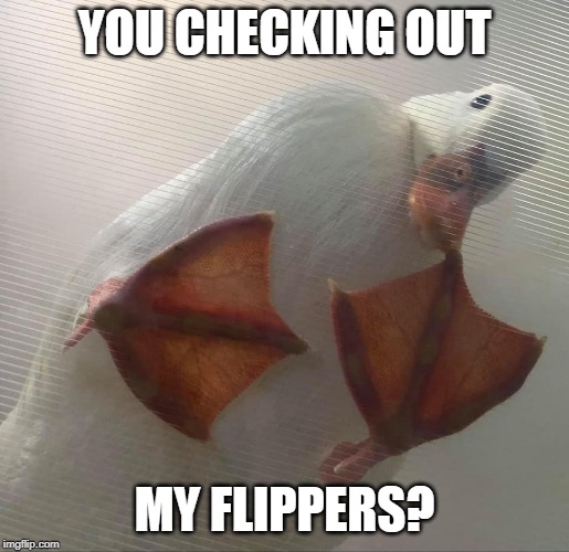 WEBBED FEET | YOU CHECKING OUT; MY FLIPPERS? | image tagged in screen duck,duck,ducks,fun,funny | made w/ Imgflip meme maker