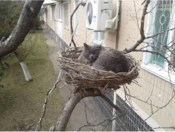 High Quality CAT NEST Blank Meme Template