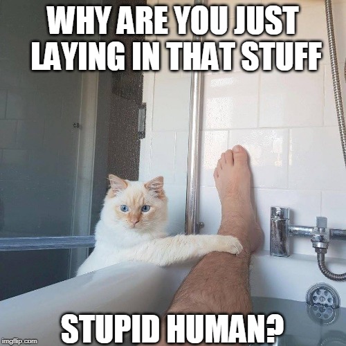 WATER IS THE ENEMY | WHY ARE YOU JUST LAYING IN THAT STUFF; STUPID HUMAN? | image tagged in cats,cat,bathtub,funny | made w/ Imgflip meme maker