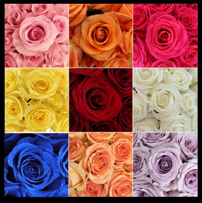 The 9 Colors of Roses Blank Meme Template
