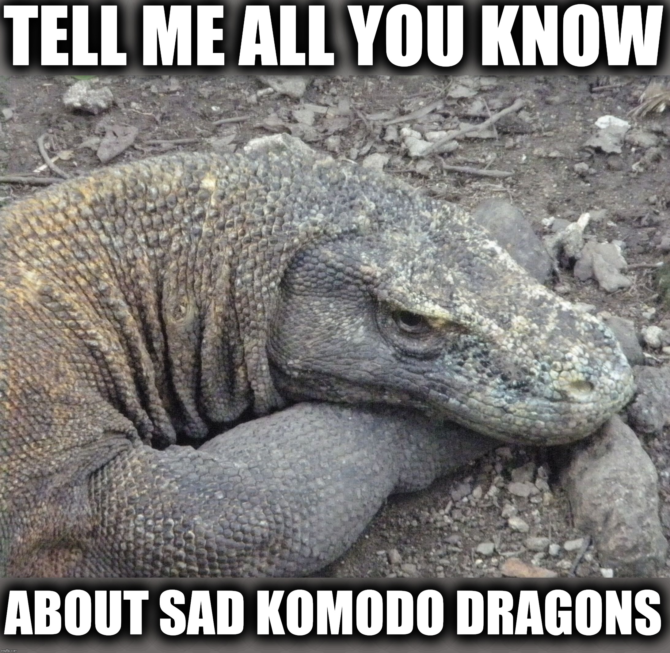 Komodo dragon meme