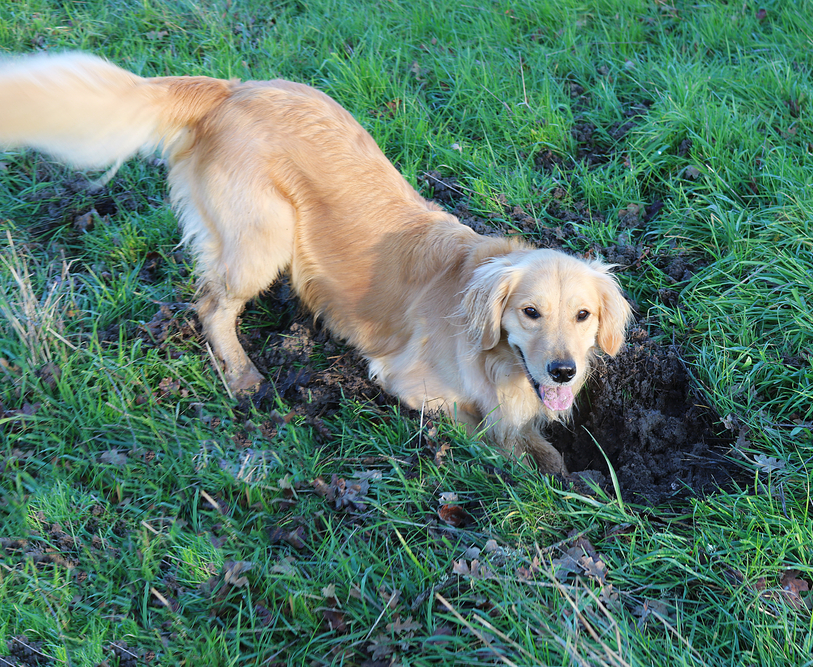 dog digging holes Blank Meme Template