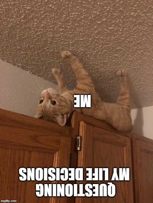 Upside-down Cat | ME; QUESTIONING MY LIFE DECISIONS | image tagged in upside-down cat | made w/ Imgflip meme maker