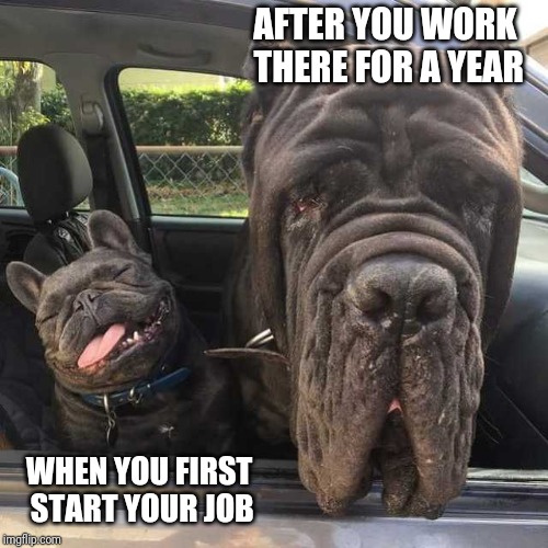I was so optimistic! | AFTER YOU WORK THERE FOR A YEAR; WHEN YOU FIRST START YOUR JOB | image tagged in now and later,work,dogs,adulting,job | made w/ Imgflip meme maker
