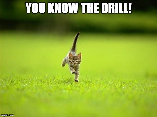 Running Cat | YOU KNOW THE DRILL! | image tagged in running cat | made w/ Imgflip meme maker