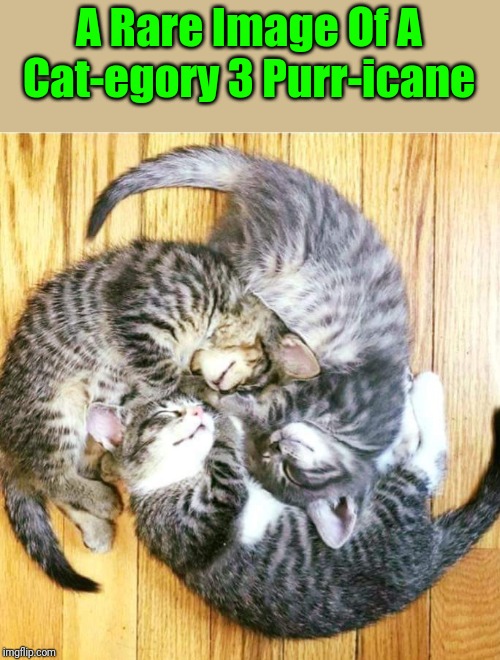 Yup, Things Are Going To Get A Little Furry | A Rare Image Of A Cat-egory 3 Purr-icane | image tagged in memes,cats,animals,kittens,cute,cats are awesome | made w/ Imgflip meme maker