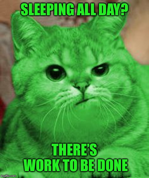 RayCat Annoyed | SLEEPING ALL DAY? THERE’S WORK TO BE DONE | image tagged in raycat annoyed | made w/ Imgflip meme maker