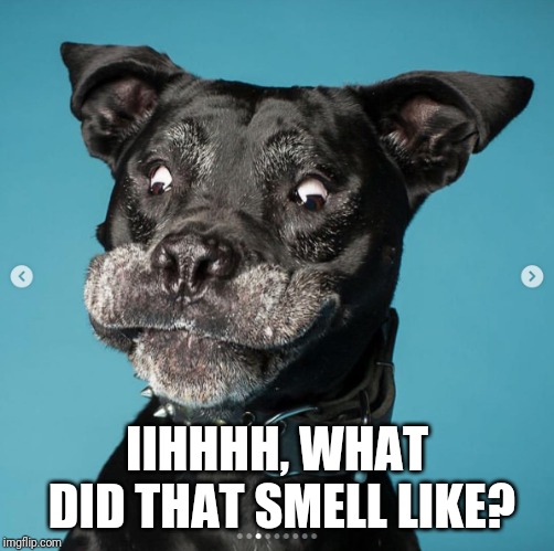 Indubitably Dog | IIHHHH, WHAT DID THAT SMELL LIKE? | image tagged in indubitably dog | made w/ Imgflip meme maker