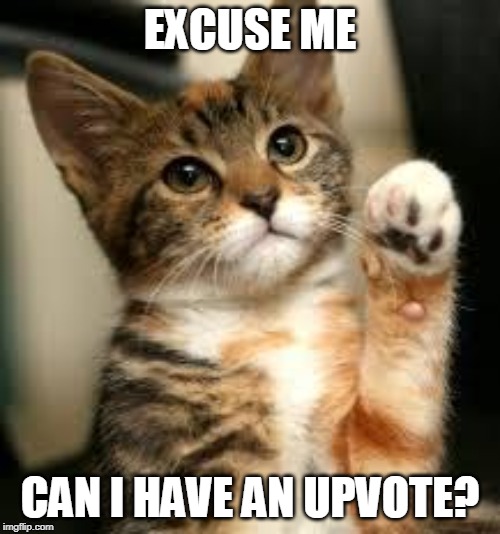 Trying to hit 100K by Saturday | EXCUSE ME; CAN I HAVE AN UPVOTE? | image tagged in cute cat | made w/ Imgflip meme maker
