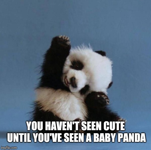 Panda | YOU HAVEN'T SEEN CUTE UNTIL YOU'VE SEEN A BABY PANDA | image tagged in panda | made w/ Imgflip meme maker