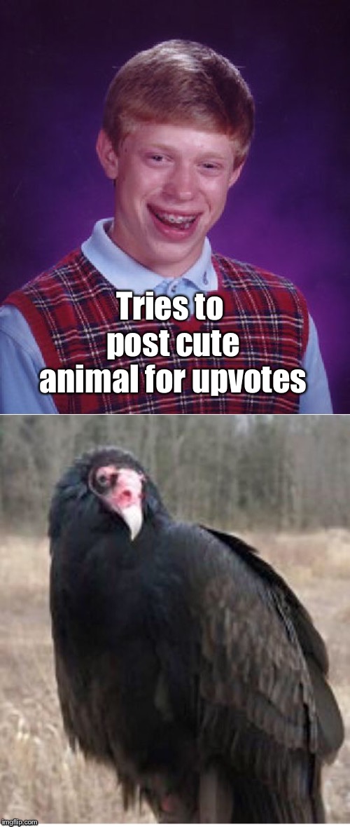 Tries to post cute animal for upvotes | image tagged in memes,bad luck brian | made w/ Imgflip meme maker