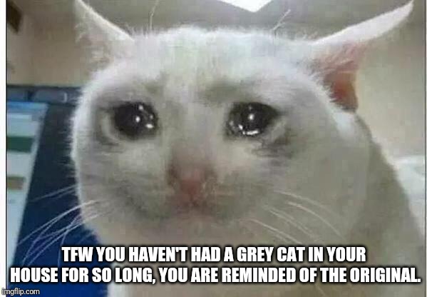 crying cat | TFW YOU HAVEN'T HAD A GREY CAT IN YOUR HOUSE FOR SO LONG, YOU ARE REMINDED OF THE ORIGINAL. | image tagged in crying cat | made w/ Imgflip meme maker