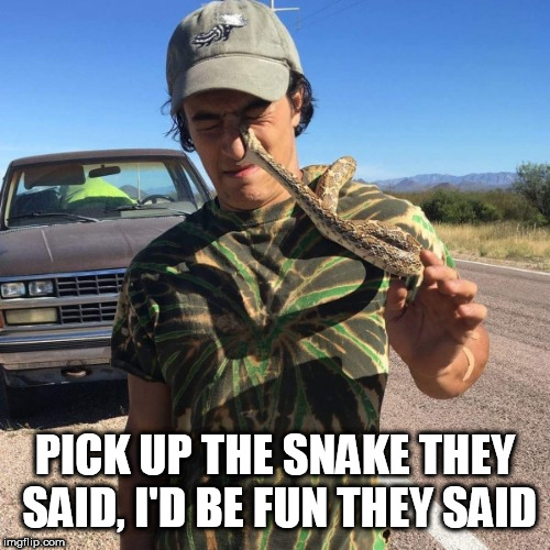 wtf | PICK UP THE SNAKE THEY SAID, I'D BE FUN THEY SAID | image tagged in wtf | made w/ Imgflip meme maker