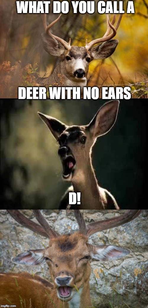 Bad Pun deer | WHAT DO YOU CALL A; DEER WITH NO EARS; D! | image tagged in deer meme,deer scream,laughing goat,deer,memes,funny | made w/ Imgflip meme maker