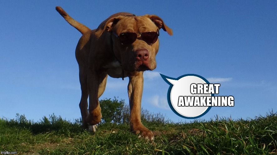 GREAT AWAKENING | image tagged in dogs,the great awakening | made w/ Imgflip meme maker