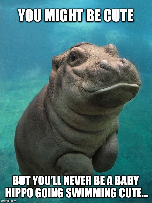 YOU MIGHT BE CUTE; BUT YOU’LL NEVER BE A BABY HIPPO GOING SWIMMING CUTE... | image tagged in hippo,baby hippo,cute | made w/ Imgflip meme maker