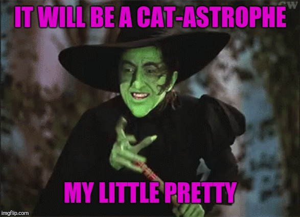 IT WILL BE A CAT-ASTROPHE MY LITTLE PRETTY | made w/ Imgflip meme maker