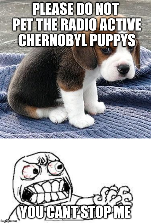 PLEASE DO NOT PET THE RADIO ACTIVE CHERNOBYL PUPPYS; YOU CANT STOP ME | image tagged in angry face,sad puppy | made w/ Imgflip meme maker