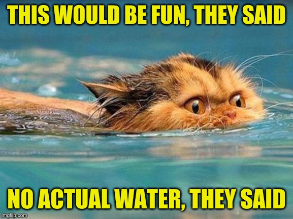 water cat | THIS WOULD BE FUN, THEY SAID NO ACTUAL WATER, THEY SAID | image tagged in water cat | made w/ Imgflip meme maker