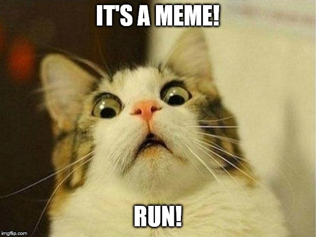 Scared Cat Meme | IT'S A MEME! RUN! | image tagged in memes,scared cat | made w/ Imgflip meme maker